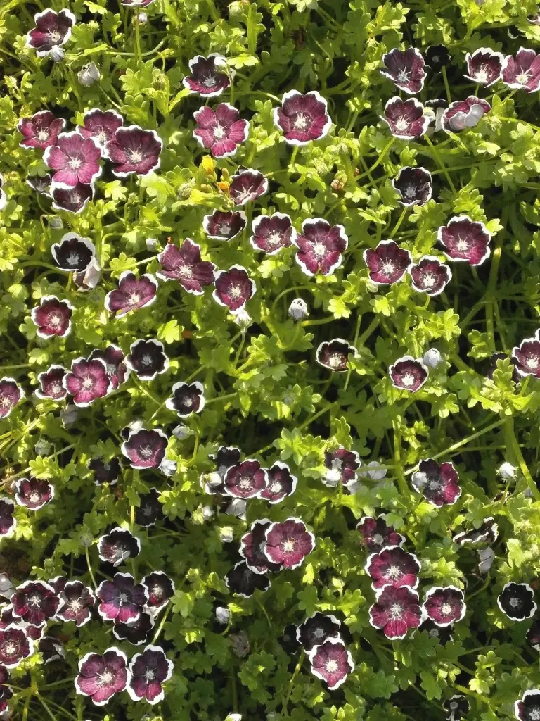 [CN-514] Nemophila menziesii 'Penny Black'