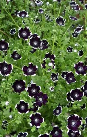 Nemophila menziesii 'Penny Black'