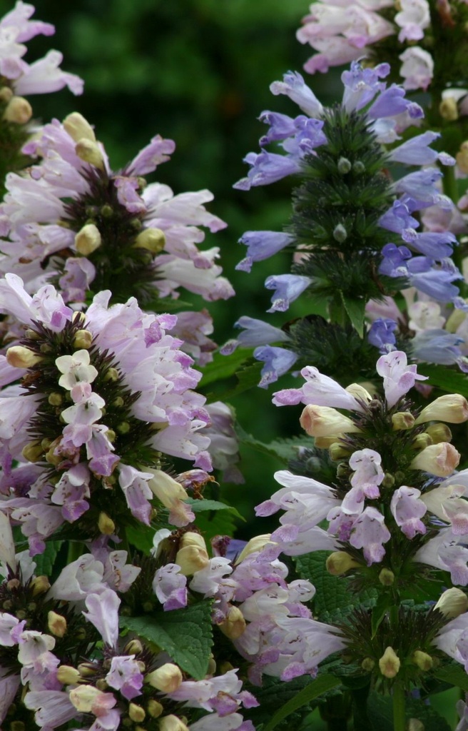Nepeta subsessilis 'Grand View' 