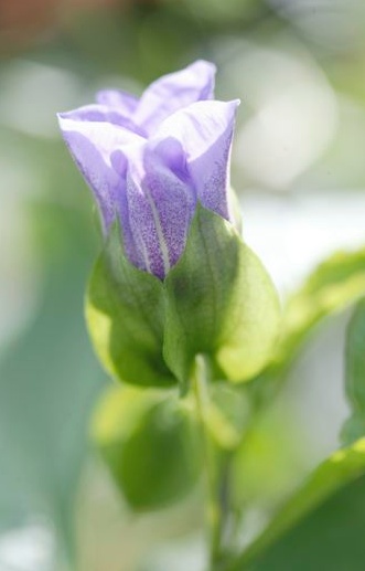 Nicandra physalodes  