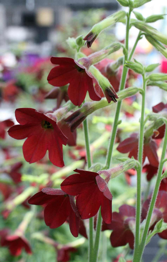 Nicotiana alata 'Babybell' 