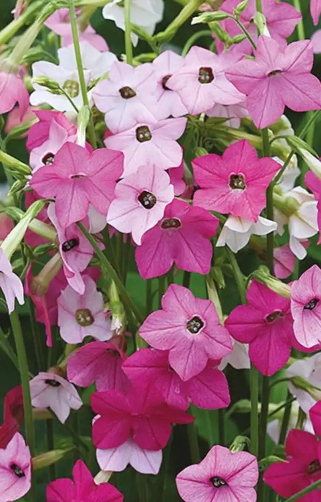 Nicotiana alata 'Heaven Scent Mix' 