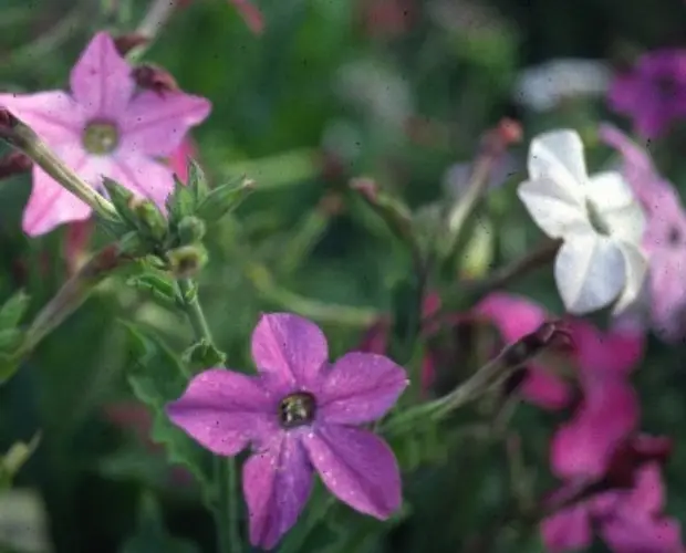Nicotiana alata 'Heaven Scent Mix' 