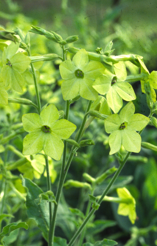 Nicotiana alata 'Lime Green' 