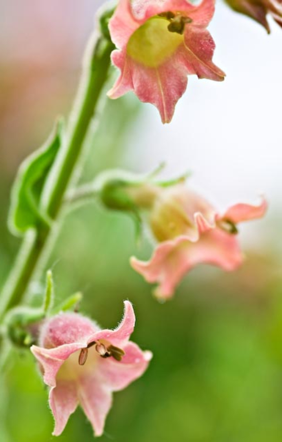 [DN-028] Nicotiana glutinosa 