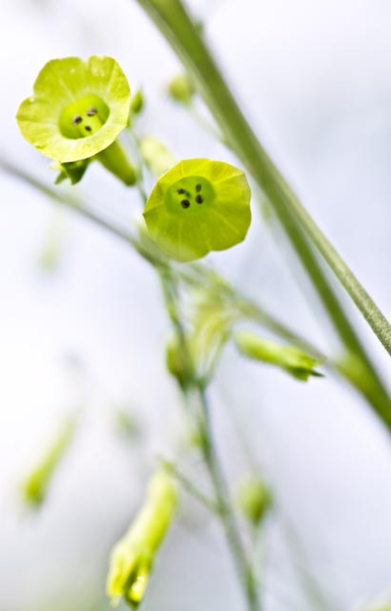 Nicotiana langsdorfii 