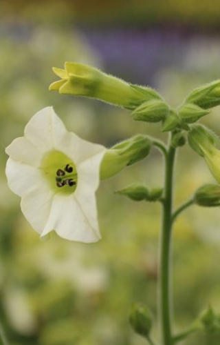 Nicotiana langsdorfii 'Starlight Dancer' 