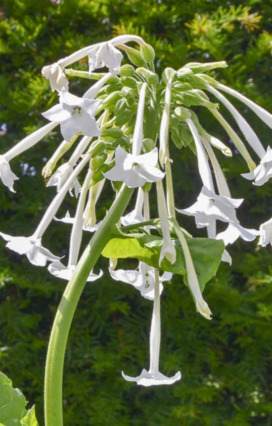 Nicotiana sylvestris  