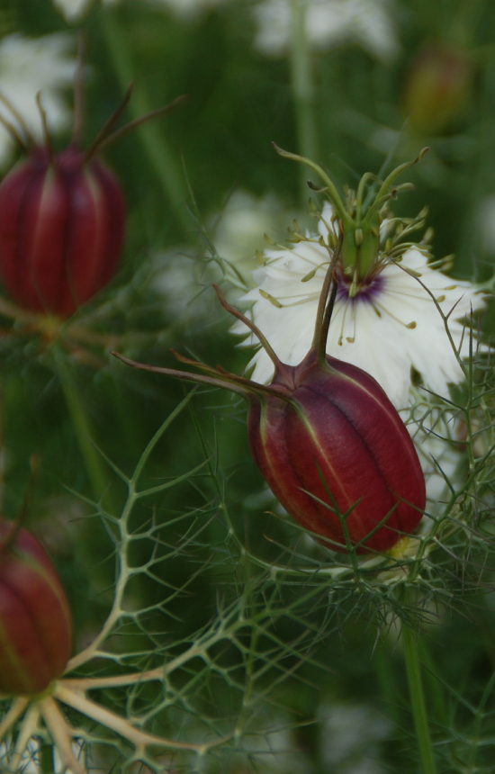 Nigella damascena 'Albion Black Pod' 