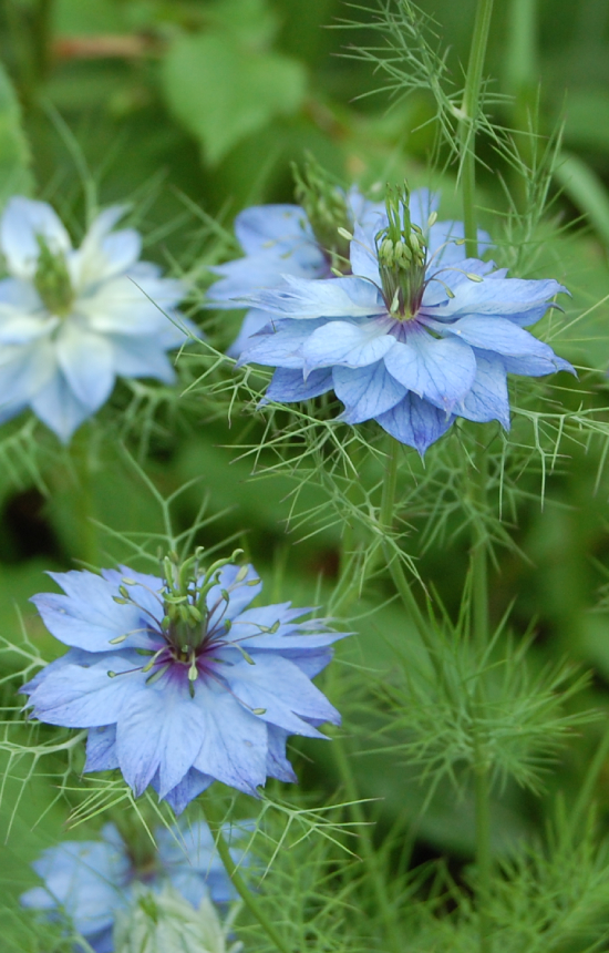 Nigella damascena 'Cambridge Blue'