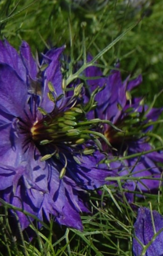 Nigella damascena 'Oxford Blue'