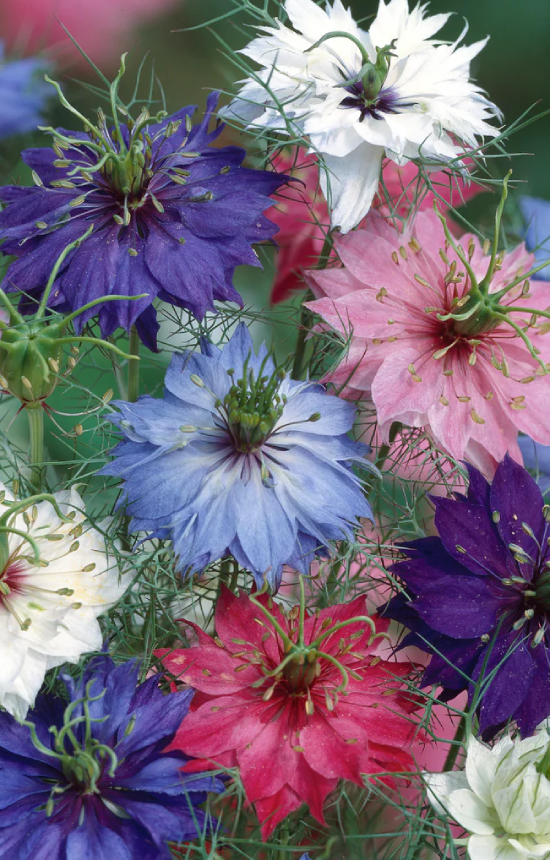 Nigella damascena 'Persian Jewels' 