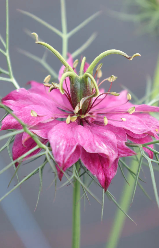 Nigella damascena 'Persian Rose' 