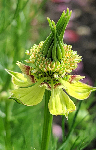 Nigella orientalis 'Transformer'