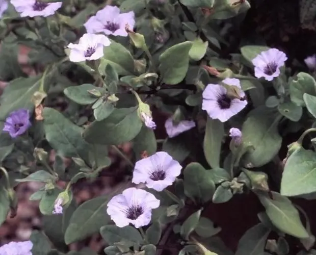 Nolana humifusa 'Little Bells'