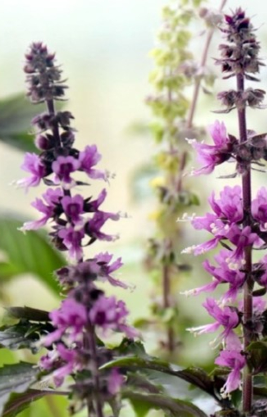 Ocimum basilicum 'Blue Spice'