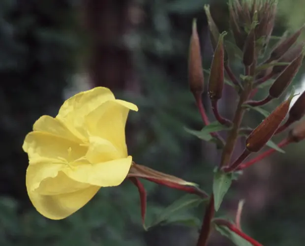 Oenothera erytrosepala  