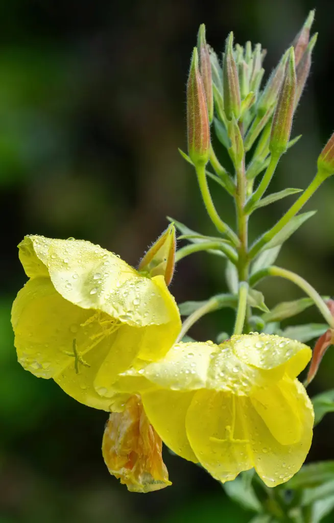 Oenothera erytrosepala  