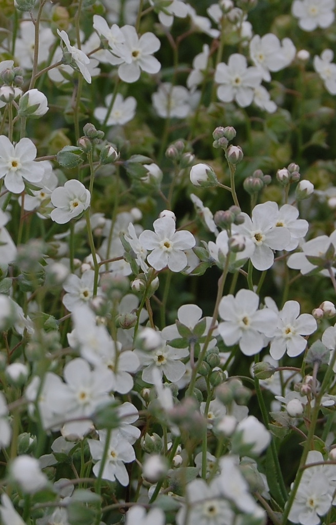 Omphalodes linifolia  
