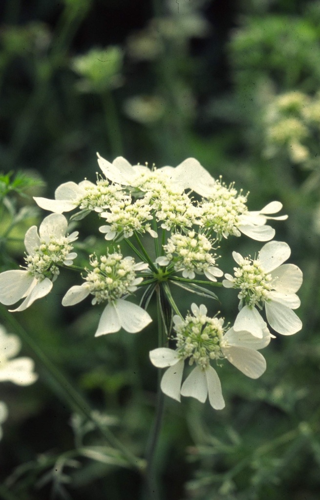 Orlaya grandiflora  