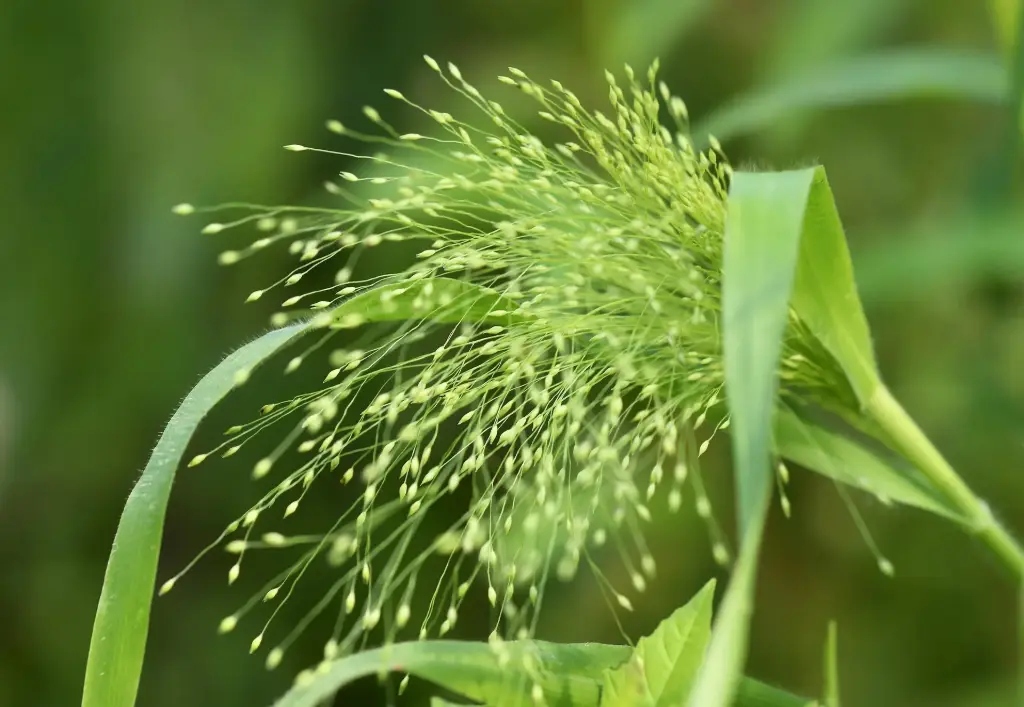 Panicum elegans 