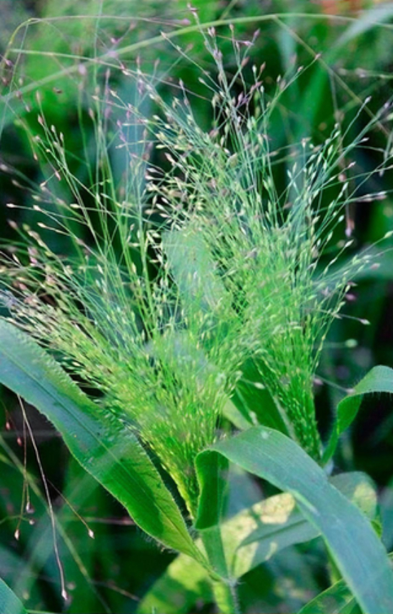 Panicum elegans 