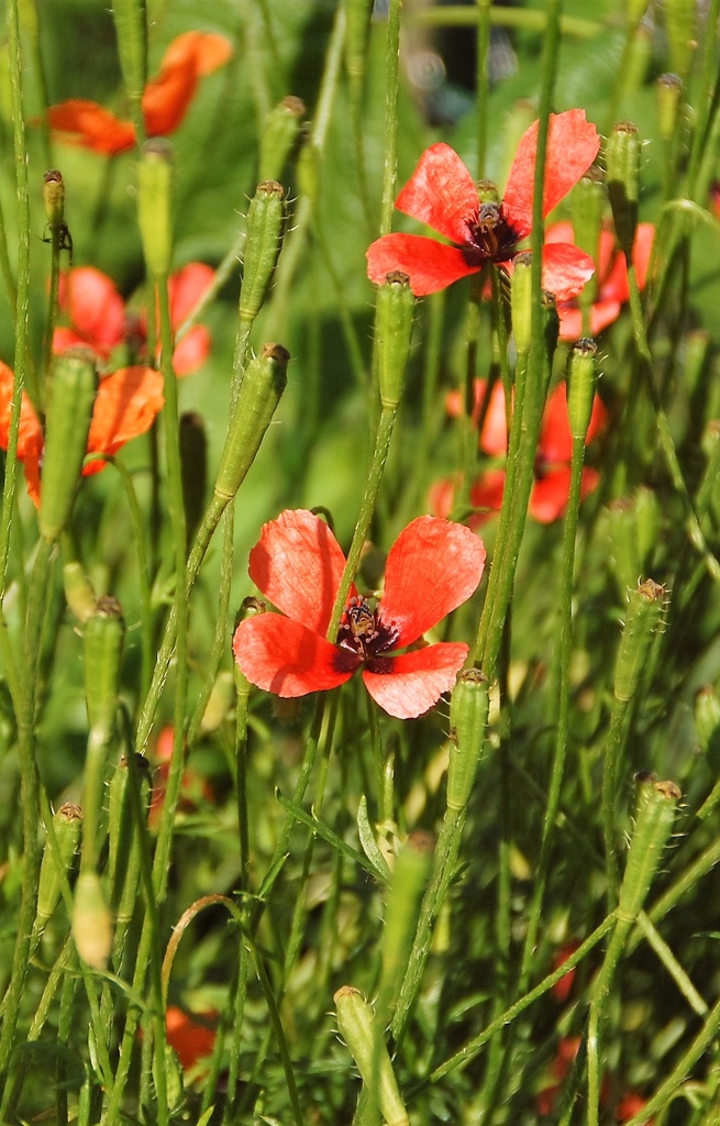 [AP-511] Papaver argemone 