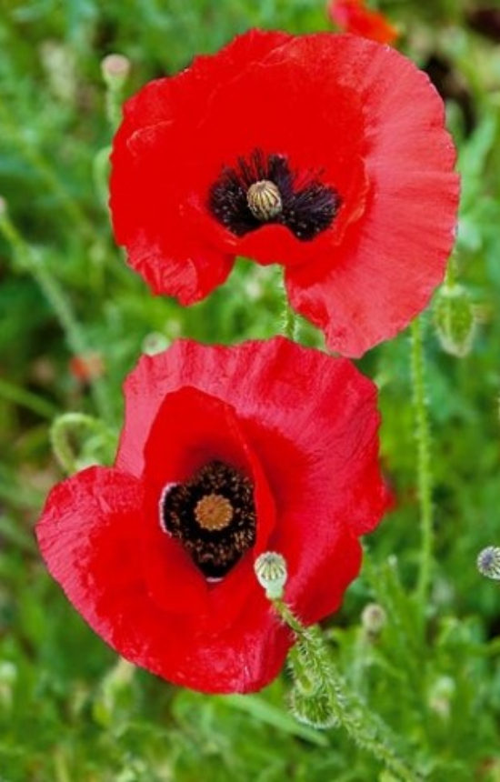 Papaver glaucum  
