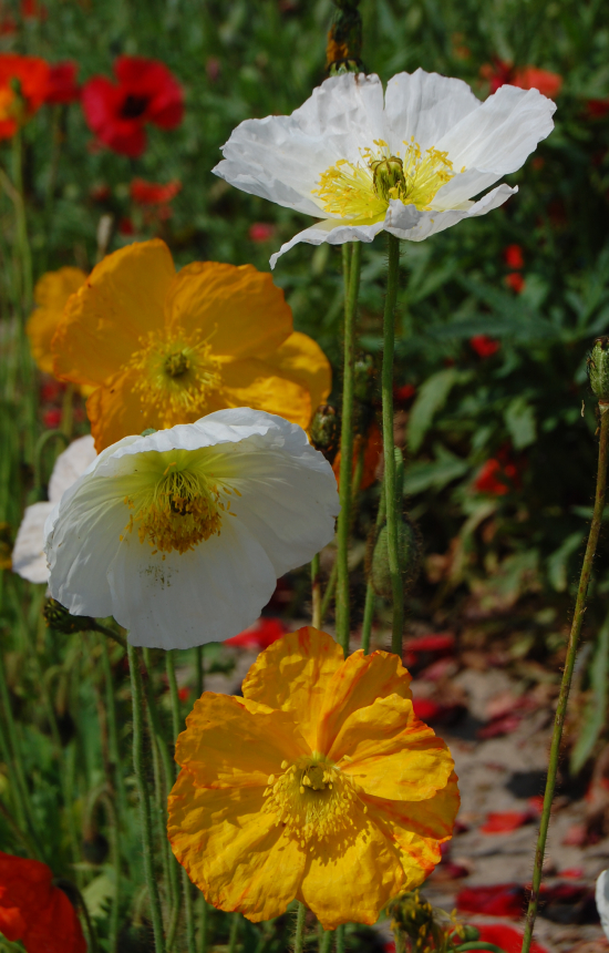 [AP-514] Papaver nudicaule 'Ballerina Mix'