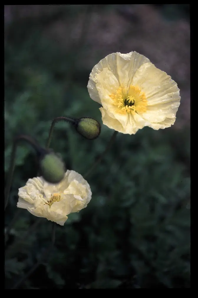 [AP-513] Papaver nudicaule 'Pastel Mix'