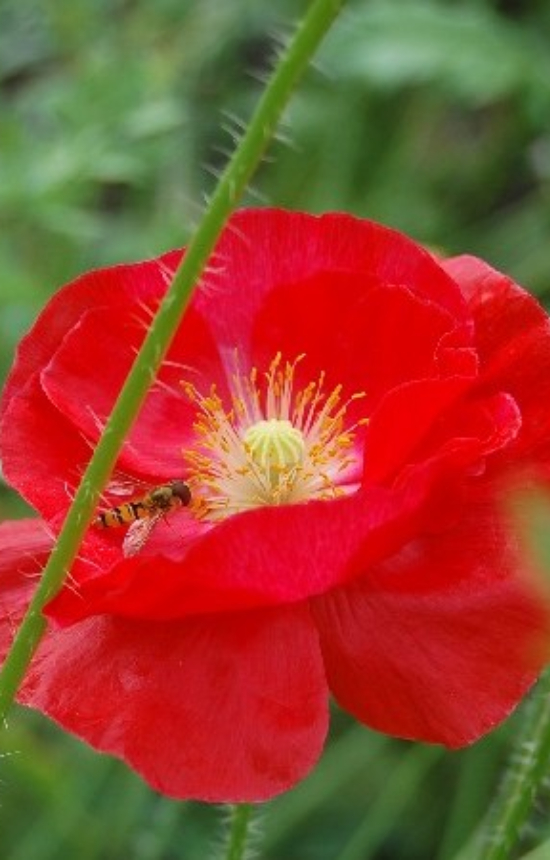 Papaver rhoeas 