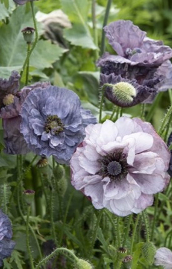 [EP-515] Papaver rhoeas 'Amazing Grey' 