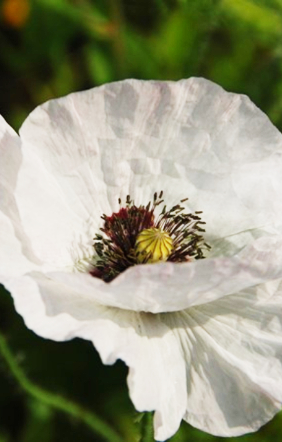 Papaver rhoeas 'Bridal Silk' 