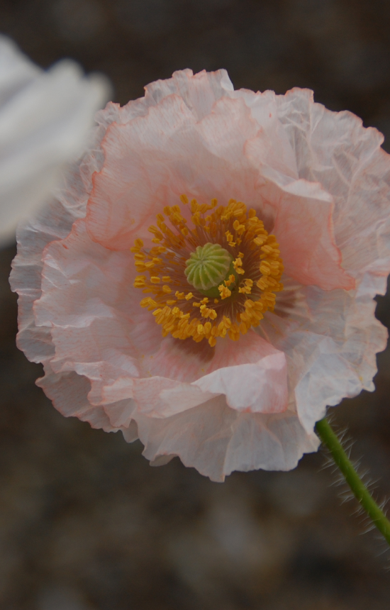 Papaver rhoeas 'Falling in Love'