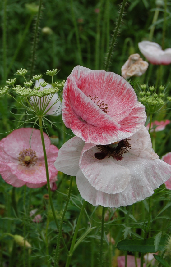 Papaver rhoeas 'Mother of Pearl'