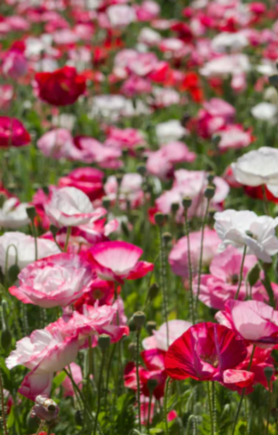 [DP-514] Papaver rhoeas 'Shirley' 