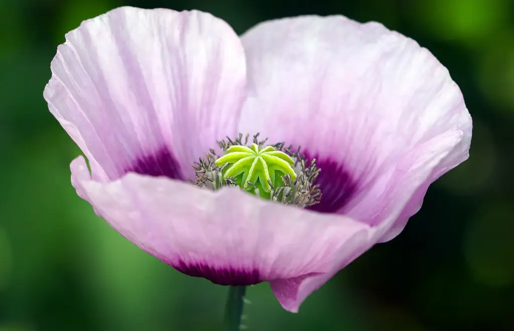 Papaver somniferum 'Album' 