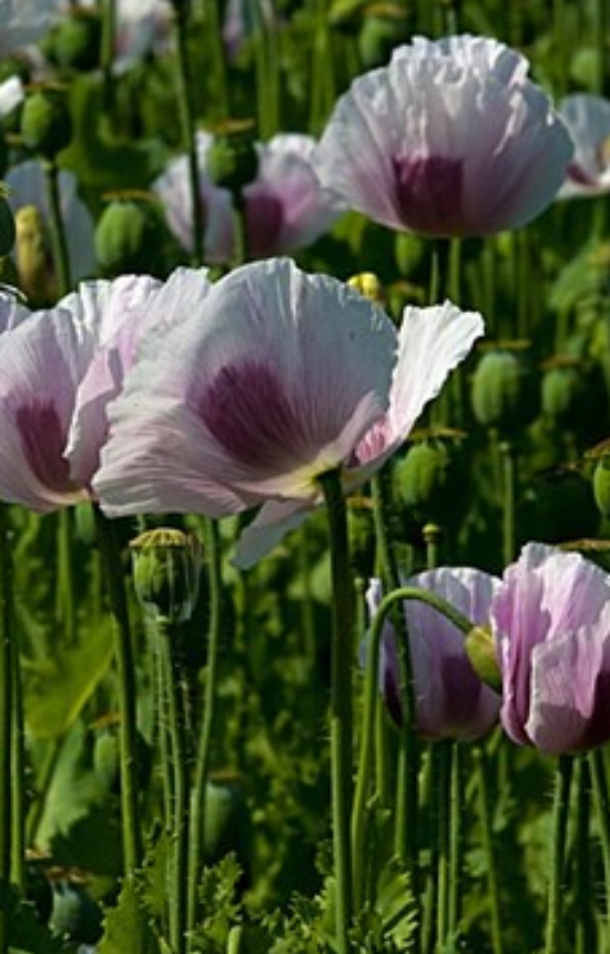 Papaver somniferum 'Album' 