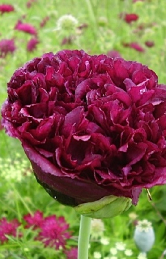[AP-514] Papaver somniferum 'Black Paeony'