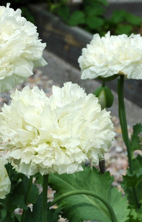 [AP-514] Papaver somniferum 'Cream Paeony'