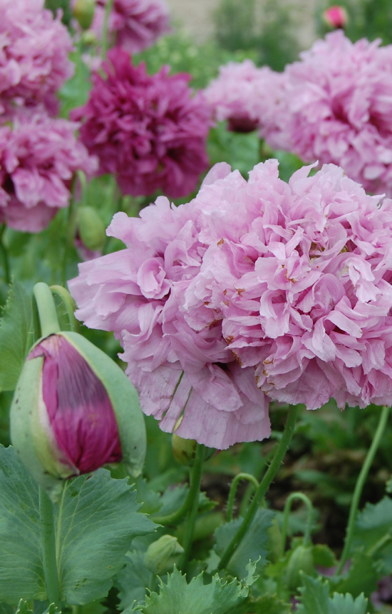 Papaver somniferum 'Purple Paeony'
