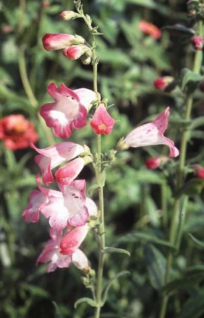 Penstemon hartwegii 'Fantasy'