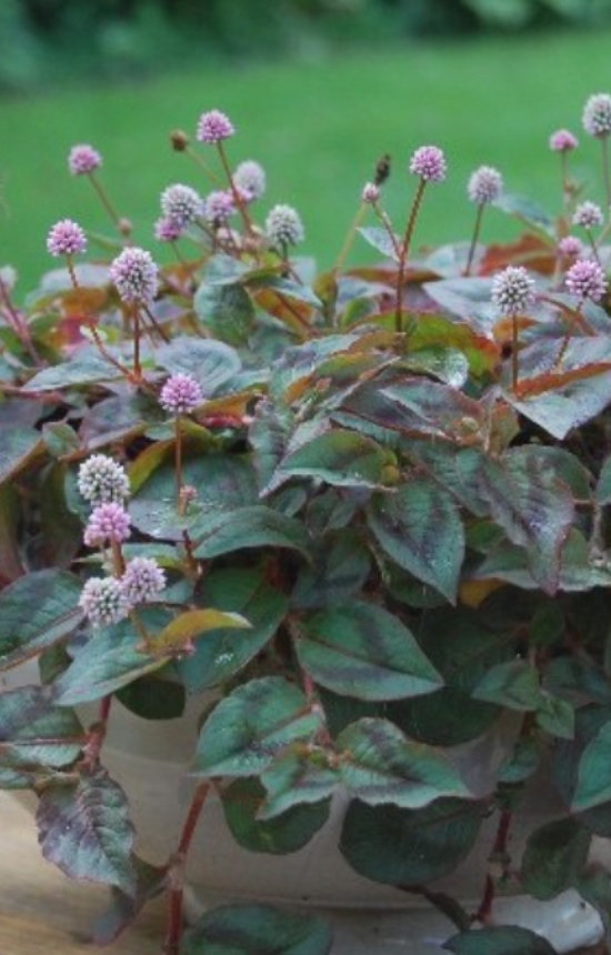 Persicaria capitata  