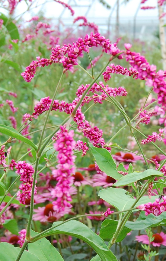Persicaria orientale 'Cerise Pearls'