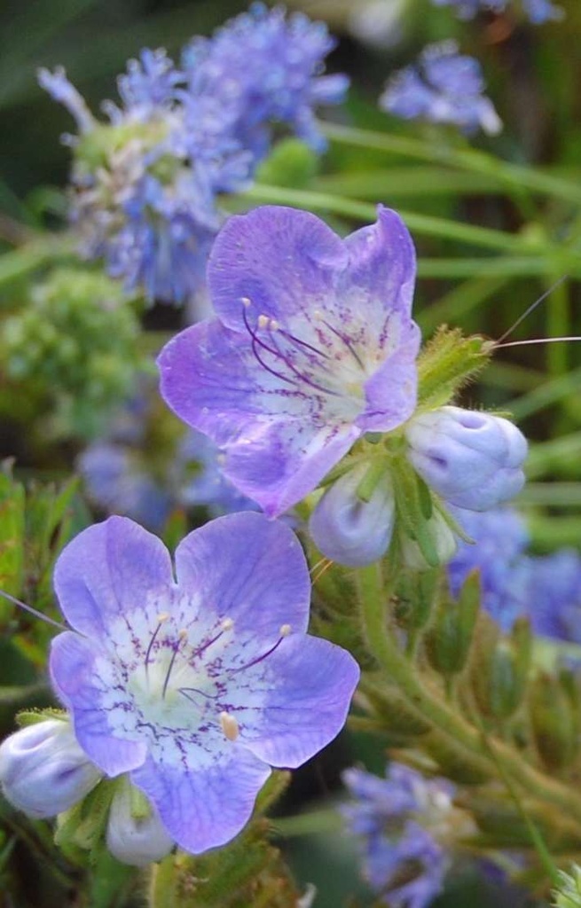 [ZP-515] Phacelia grandiflora 'Summertime Blues'