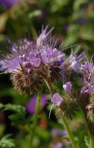 Phacelia tanacetifolia  