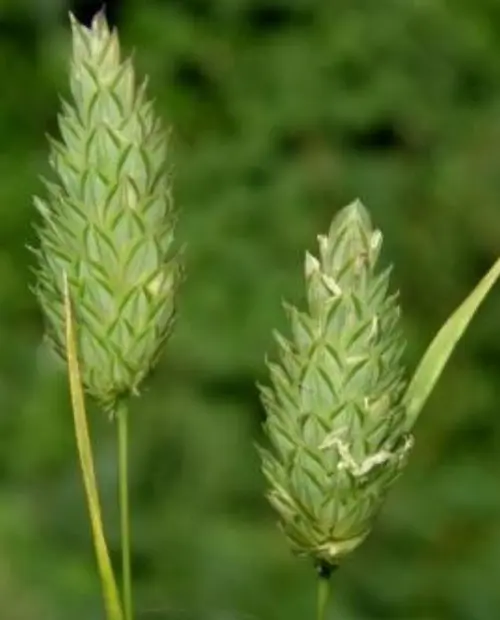 Phalaris canariensis  