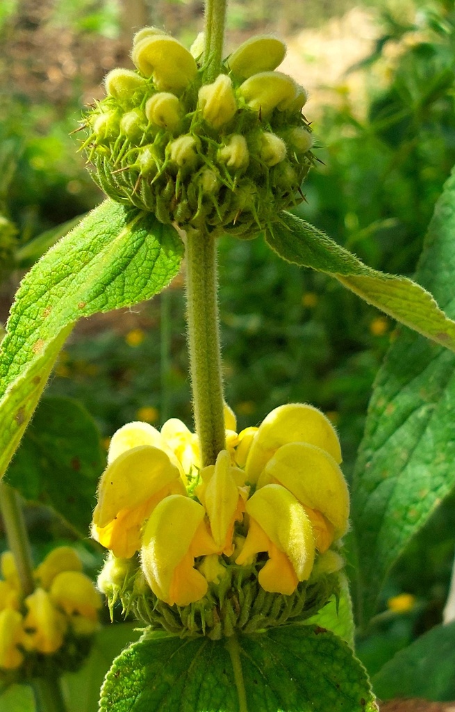 Phlomis russeliana 