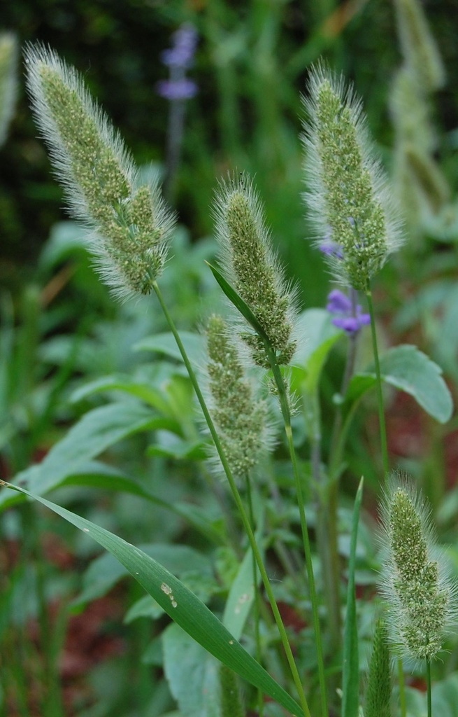 Polypogon montpeliensis 