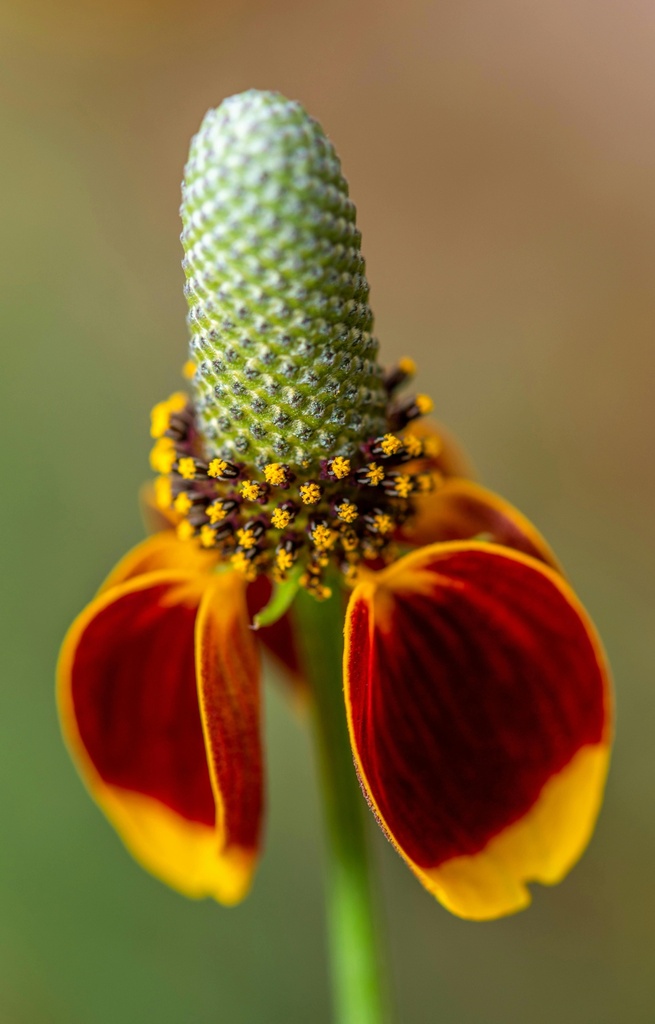 Ratibida columnifera 